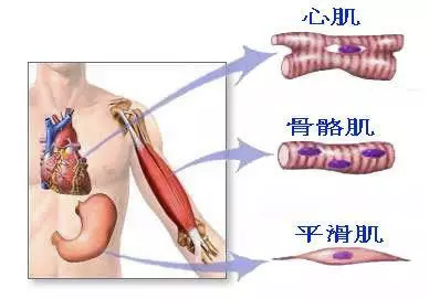 儿童横纹肌肉瘤到底是什么?-向日葵儿童