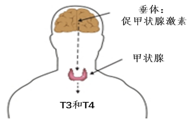 儿童肿瘤康复者如何应对内分泌功能的改变（中）？